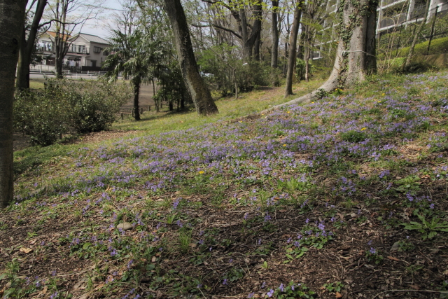 すみれ咲くころ