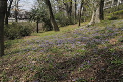 すみれ咲くころ