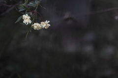 せっかちな薔薇