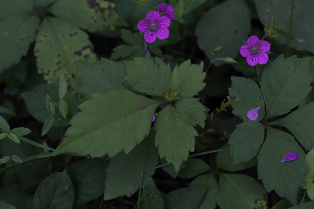 散りばめられて