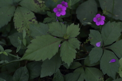 散りばめられて