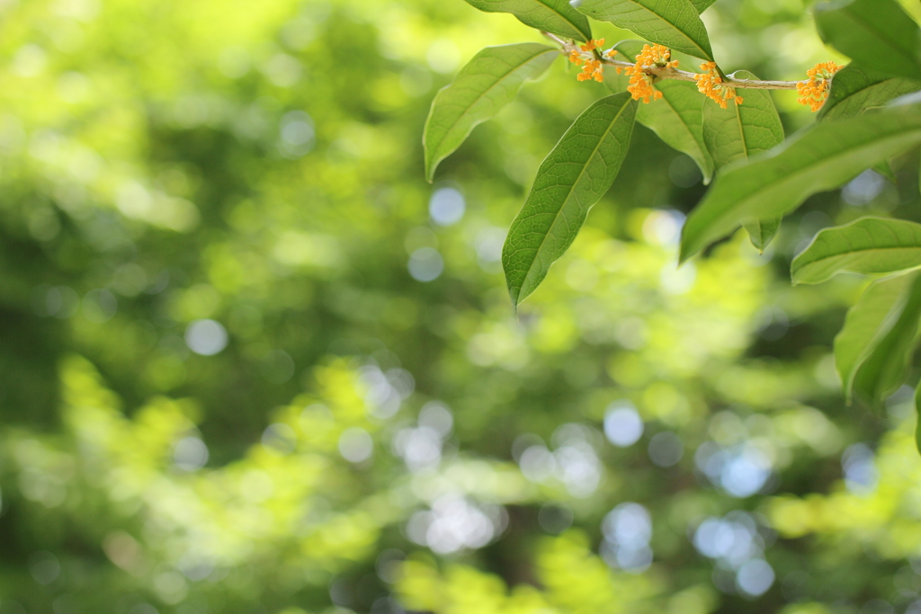 キンモクセイのかほり