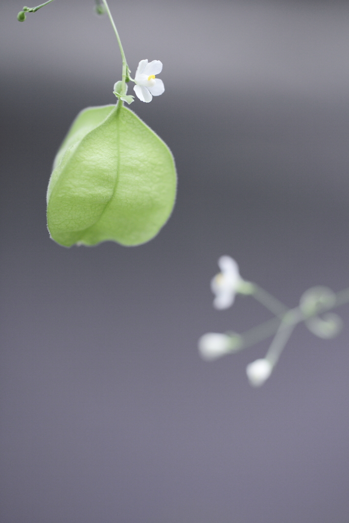 ふうせんのはな