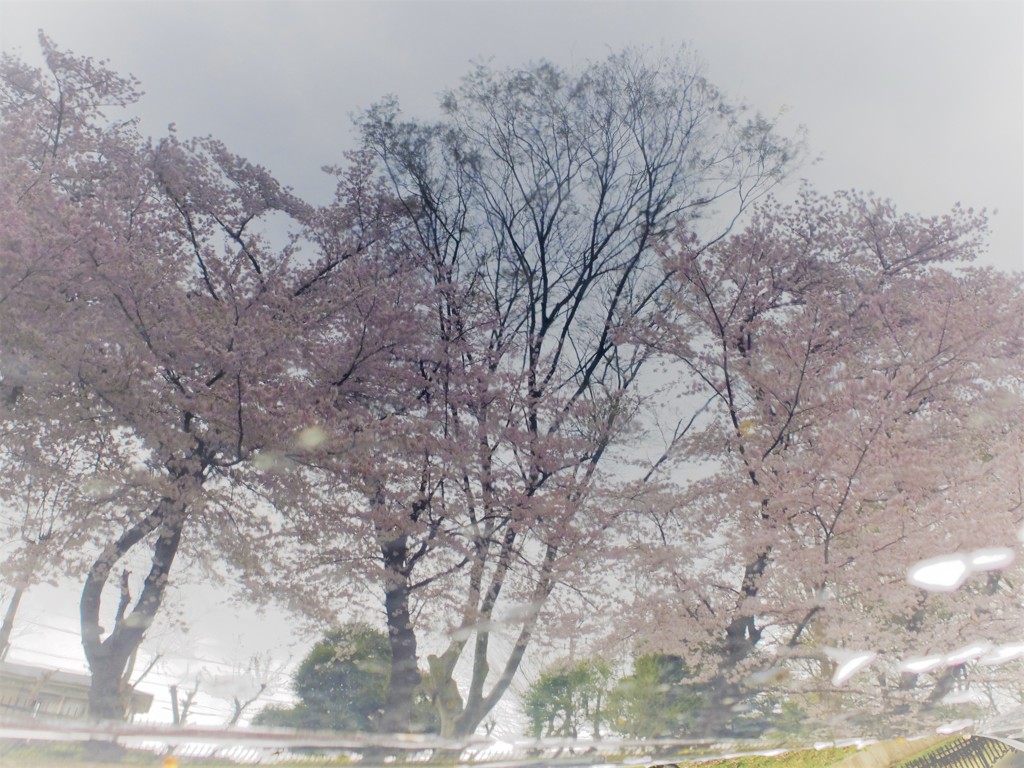 桜雨降る午後に