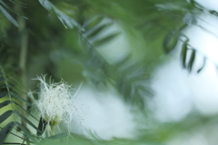 風の花