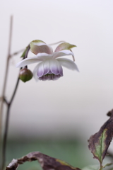 うつむかないで。