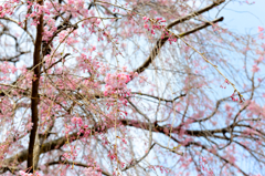 増上寺　桜