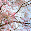 増上寺　桜