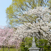 増上寺　桜