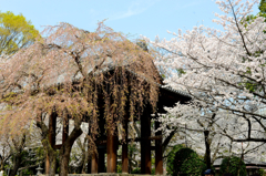 増上寺の桜　2