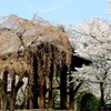 増上寺の桜　2