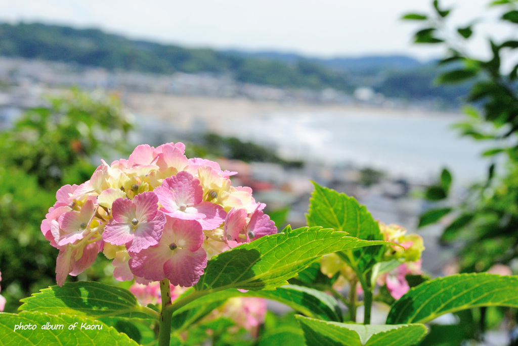 長谷寺から由比ヶ浜を望む