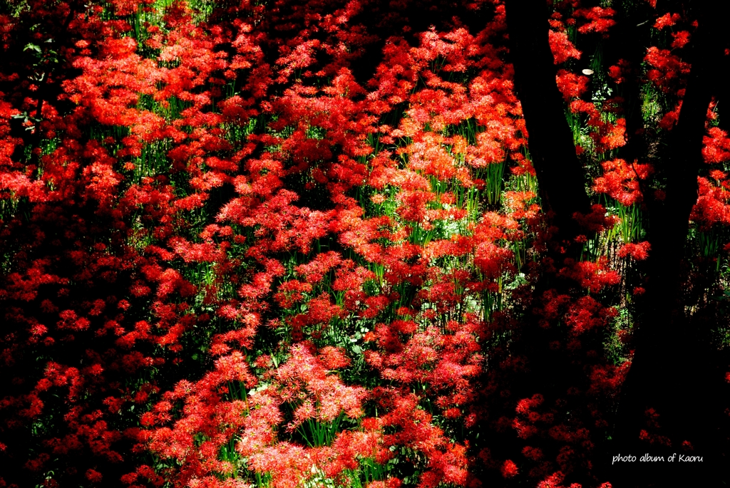 紅色の海