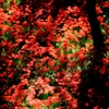 紅色の海