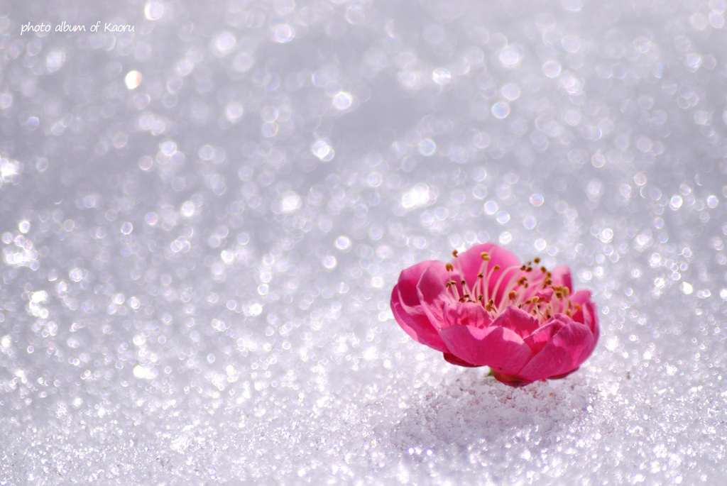 雪の上にて