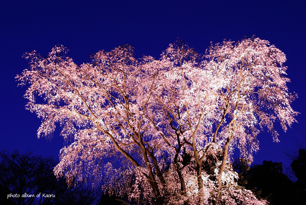 桜の姫