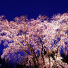 桜の姫