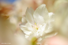 鬱金の桜