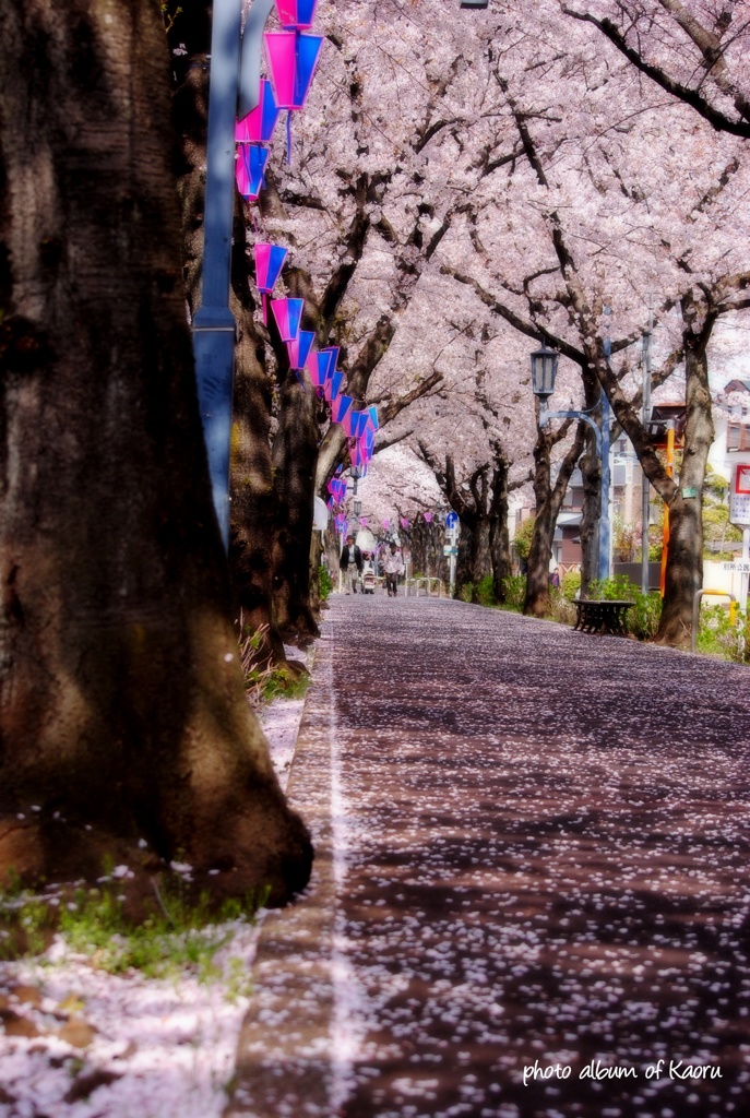 桜散る散歩道