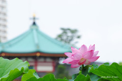 弁天堂の望む