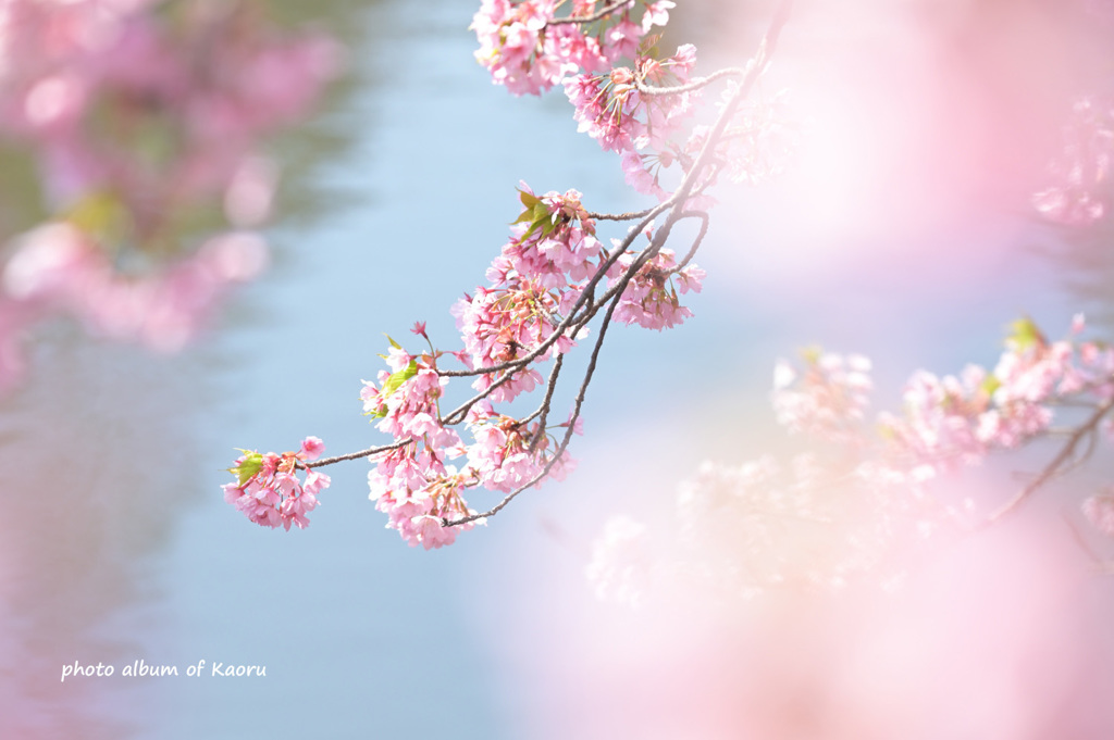 水辺の咲く桜