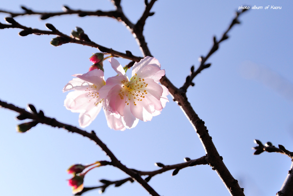 秋に咲く桜