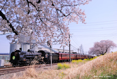 桜とパレオエクスプレス