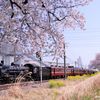 桜とパレオエクスプレス