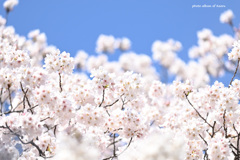 桜ふんわり