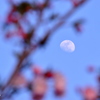 桜と月