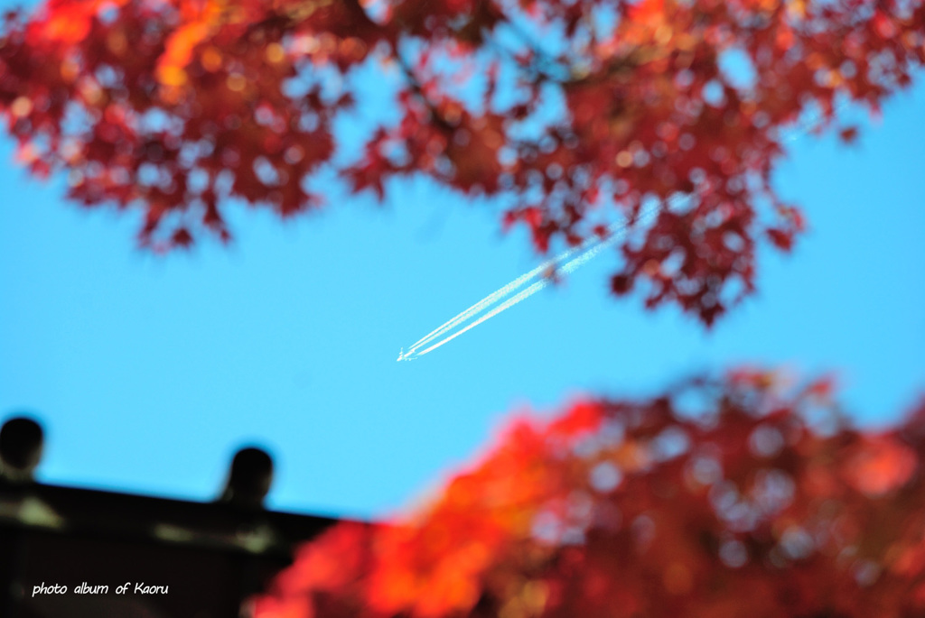紅葉の空に