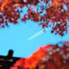 紅葉の空に