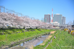笹目川桜並木と水辺公園橋