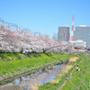 笹目川桜並木と水辺公園橋