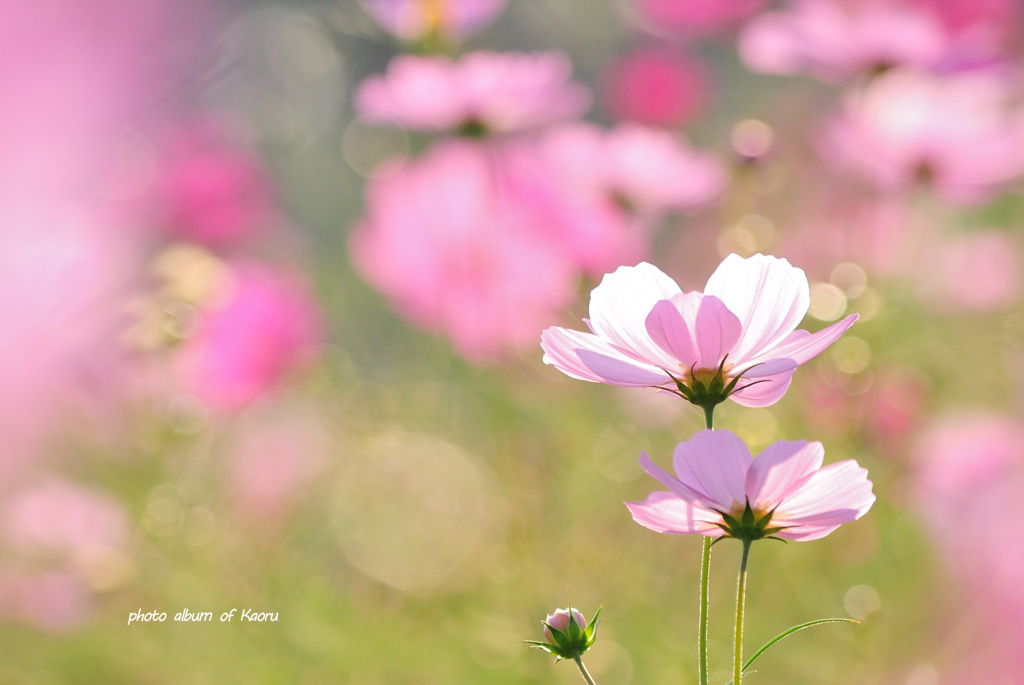 お花畑で寄り添って