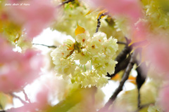 鬱金の桜