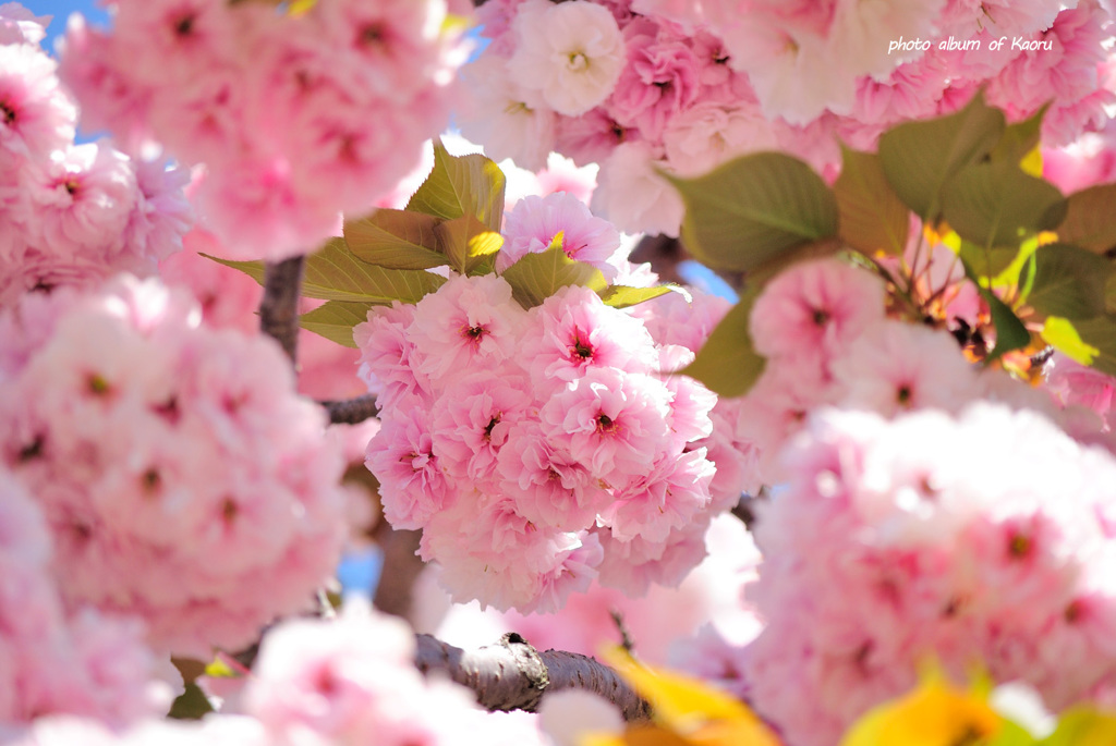 もっちり八重桜