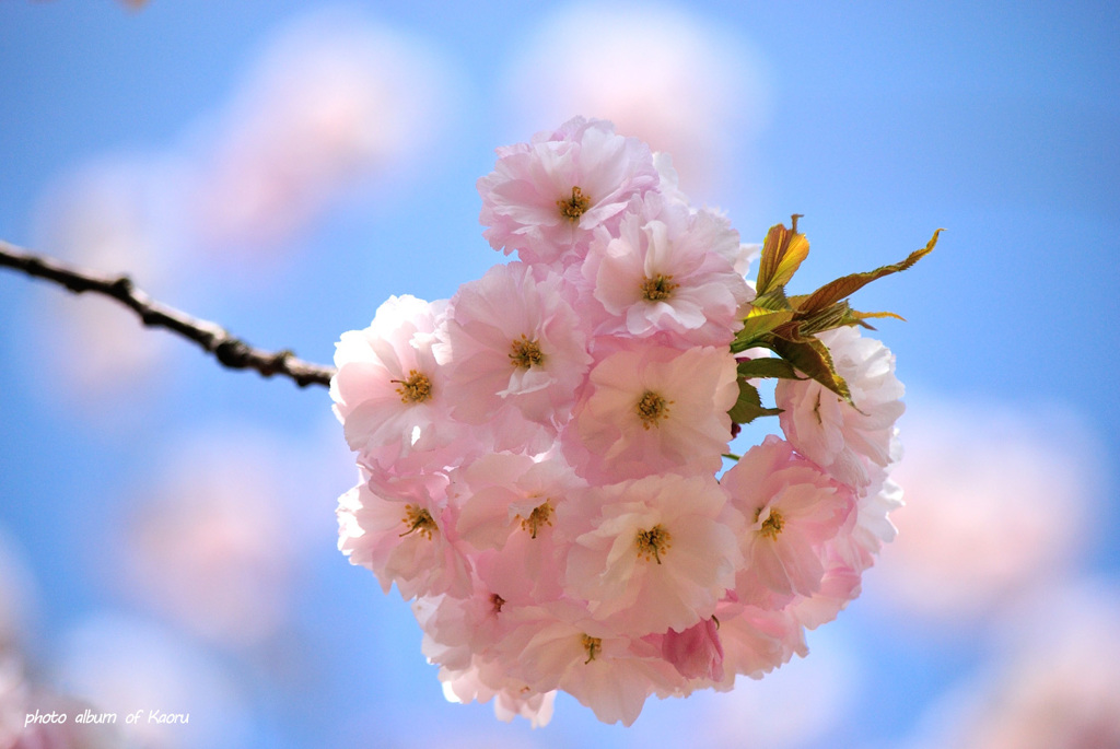 青空に花束を