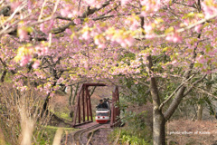 河津桜とふるさと鉄道