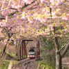 河津桜とふるさと鉄道