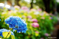 紫陽花の季節