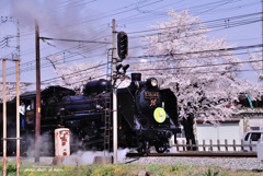 桜とパレオエクスプレス（長瀞駅）