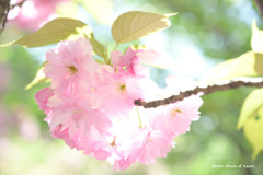 新宿御苑の八重桜たち2