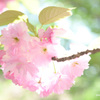 新宿御苑の八重桜たち2