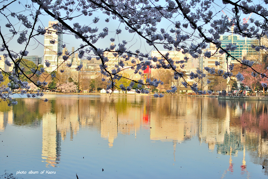 不忍池の桜