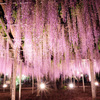 藤色の夜