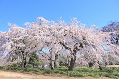 新宿御苑のしだれ桜