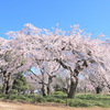 新宿御苑のしだれ桜