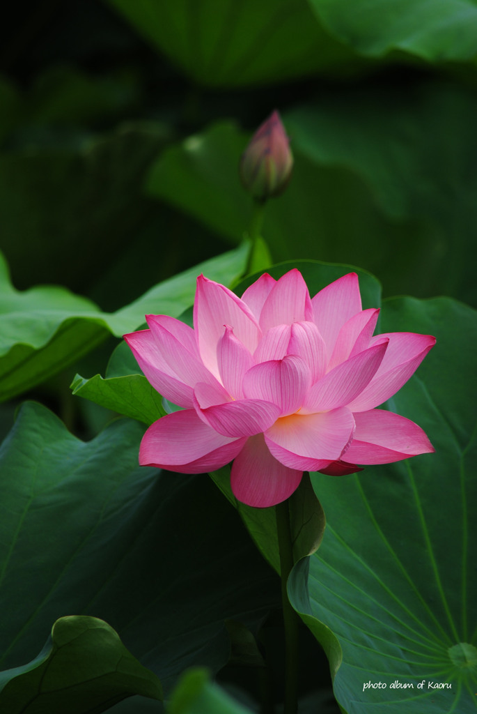 不忍池の姫
