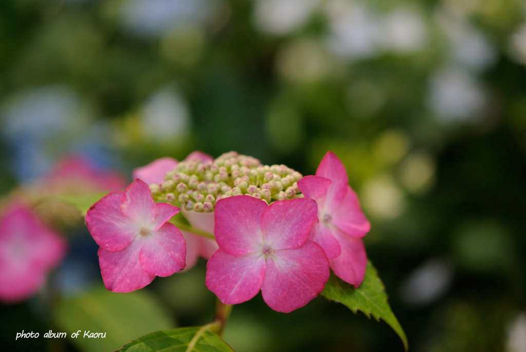 紫陽花の花かんむり